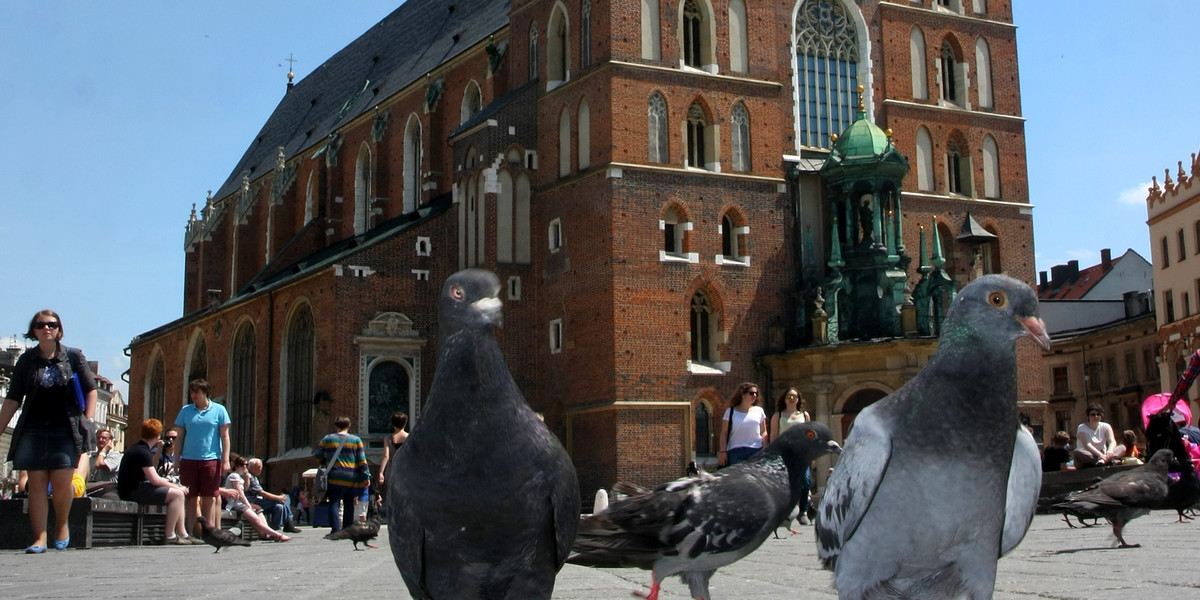 Krakowska woja o gołębie