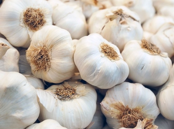 Czosnek i cebula