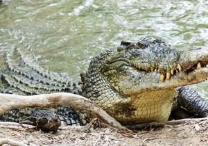 krokodil shutterstock 143090644