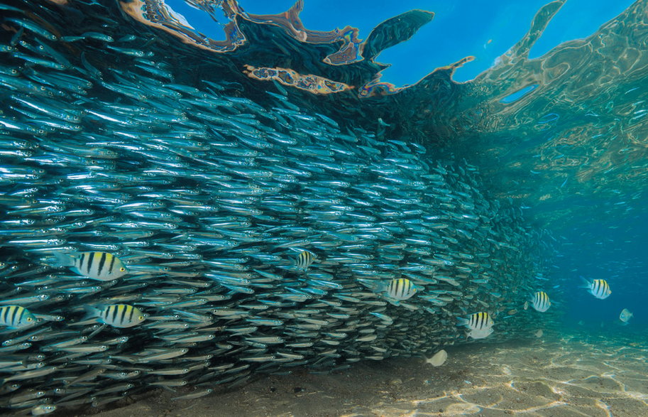 Podczas przypływu strefy przybrzeżne są odwiedzane przez ogromne ławice ryb. Łatwiej zdobyć tu pożywienie niż na otwartym morzu.