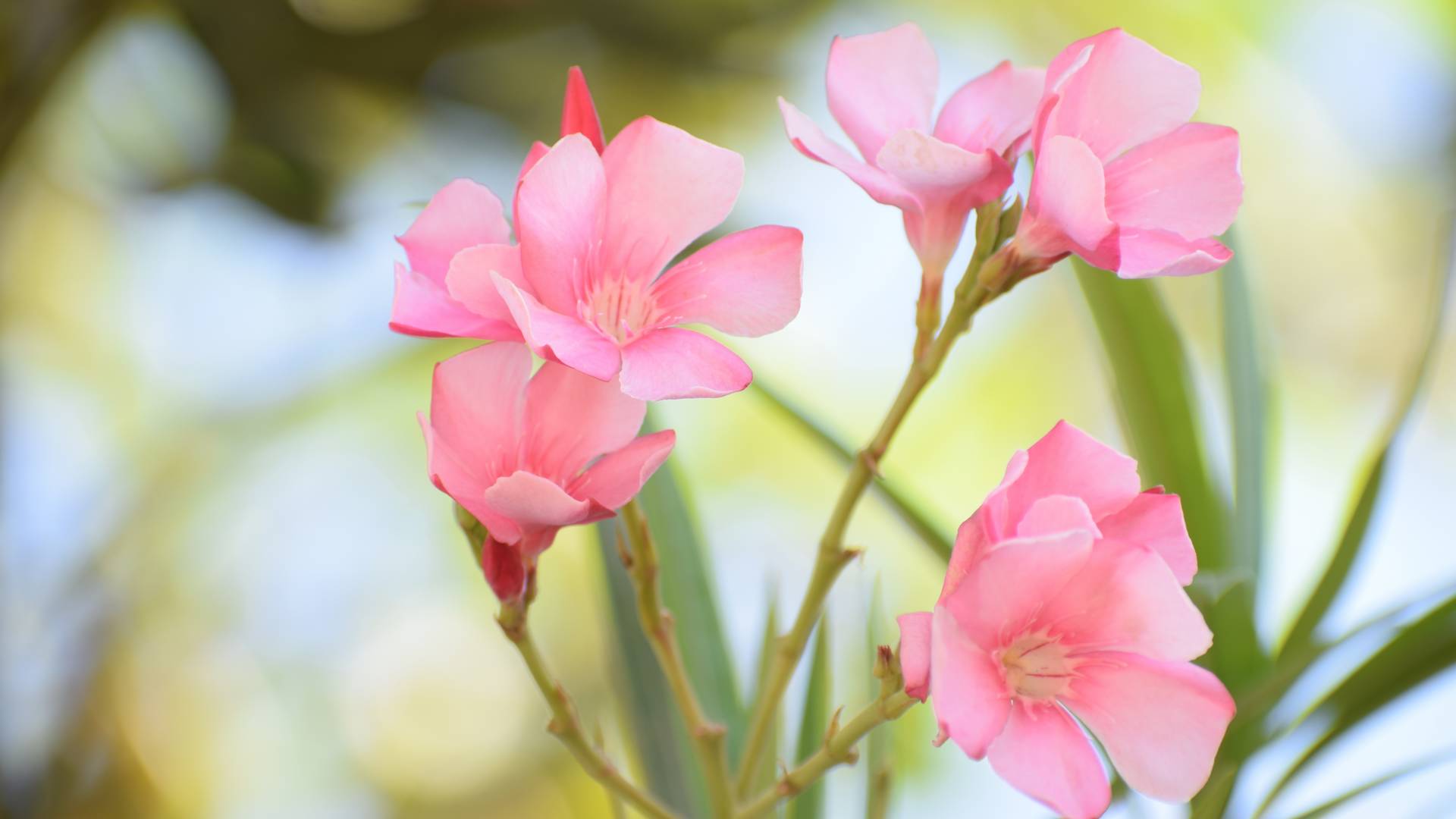 Oleander. Poznaj odmiany i zasady pielęgnacji rośliny 