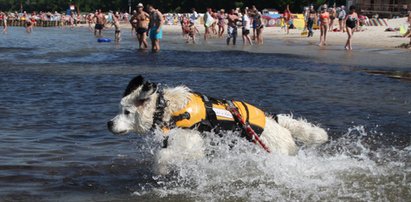 Czworonożny ratownik z kołobrzeskiej plaży