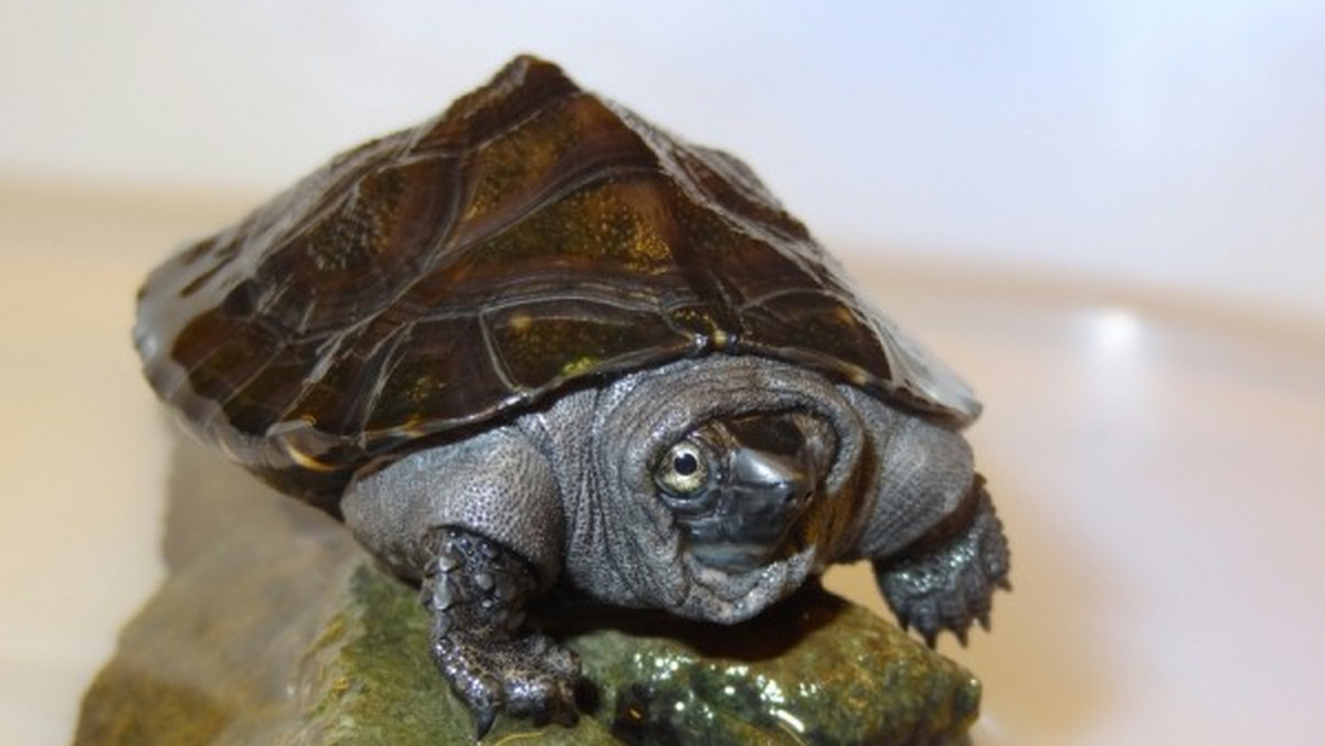 Niezwykle cenny gatunek żółwia czerwonoszyjego stawowego przybył do Wrocławia z ogrodu zoologicznego w Munster.