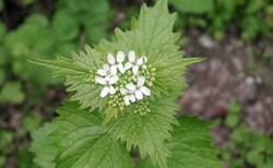 Te chwasty można i warto jeść. Drogocenne rośliny