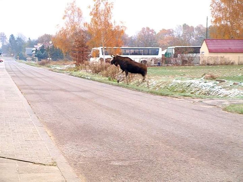 Przystanek Alaska pod Łodzią