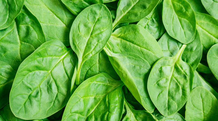 Ízletesebb és táplálóbb lesz az étel, ha friss, ropogós levelekből készítjük / Fotó: Shutterstock