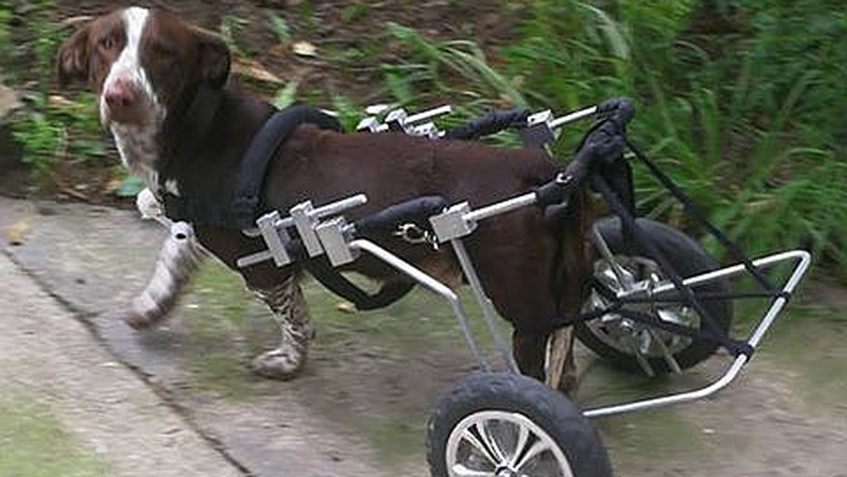 Skatowany pies Fijo ma wreszcie wózek