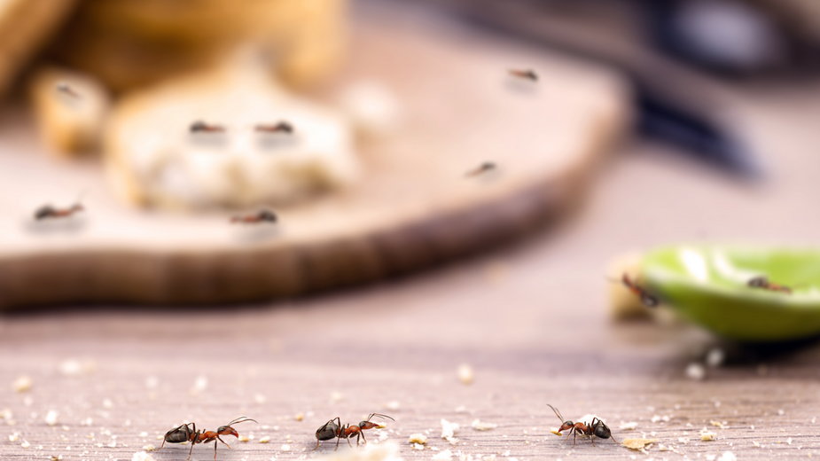 Domowe sposoby na pozbycie się mrówek z domu. Genialne!
