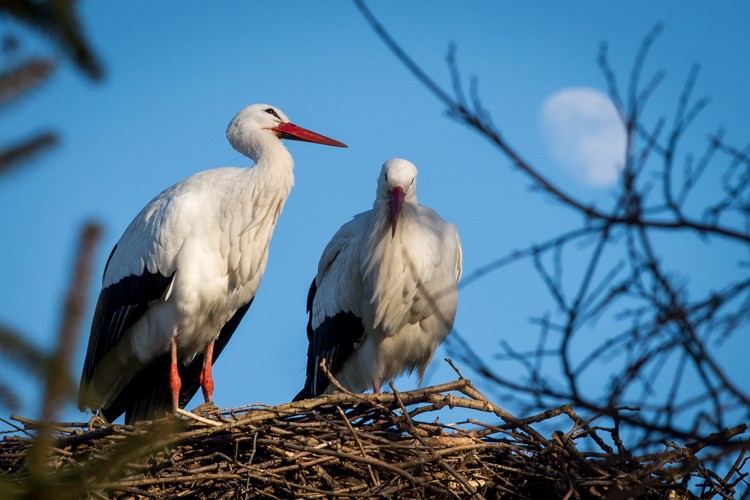 W bydgoskim Łęgnowie przy drodze wojewódzkiej nr 394 pojawiły się pierwsze bociany