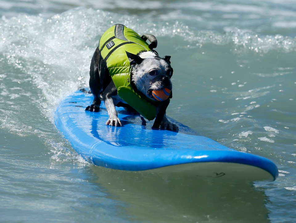 Takich surferów jeszcze nie widzieliście!