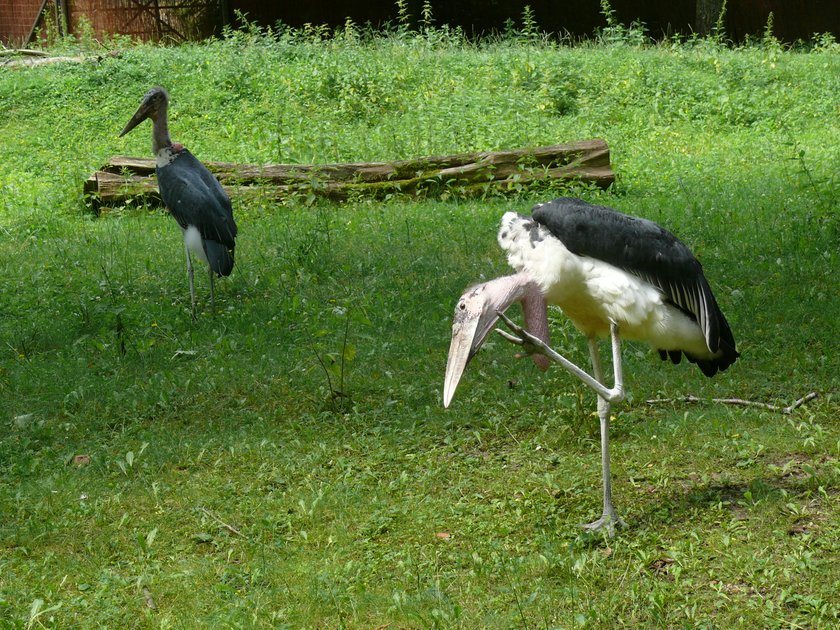 Romantyczna historia marabutów z ZOO w Poznaniu