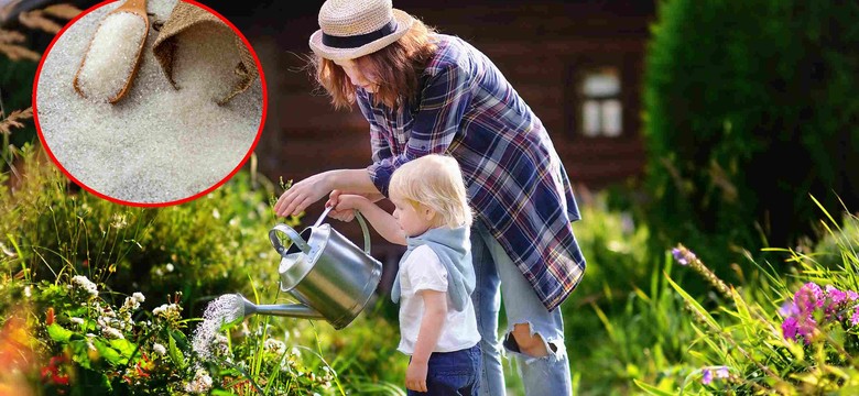 Wystarczy rozpuścić w wodzie i podlewać tym rośliny. Będą rosły jak szalone