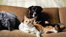 nowe przepisy dla właścicieli kotów? kluczowa poprawka w projekcie