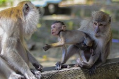 Okrutne traktowanie małp przy produkcji mleka kokosowego. Szokujące szczegóły śledztwa PETA
