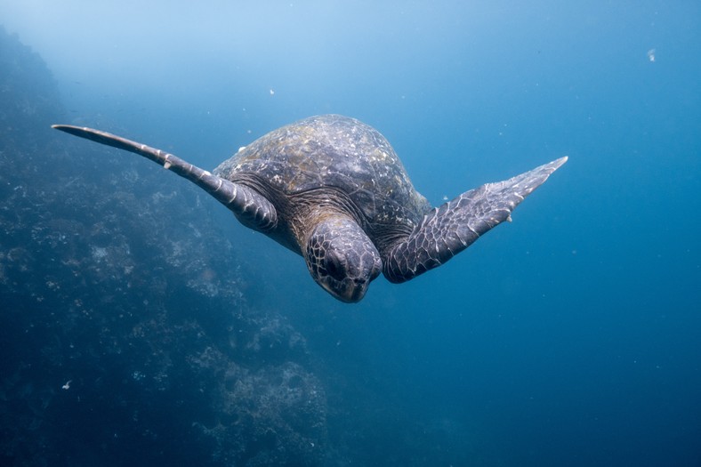 Żółw z Galapagos