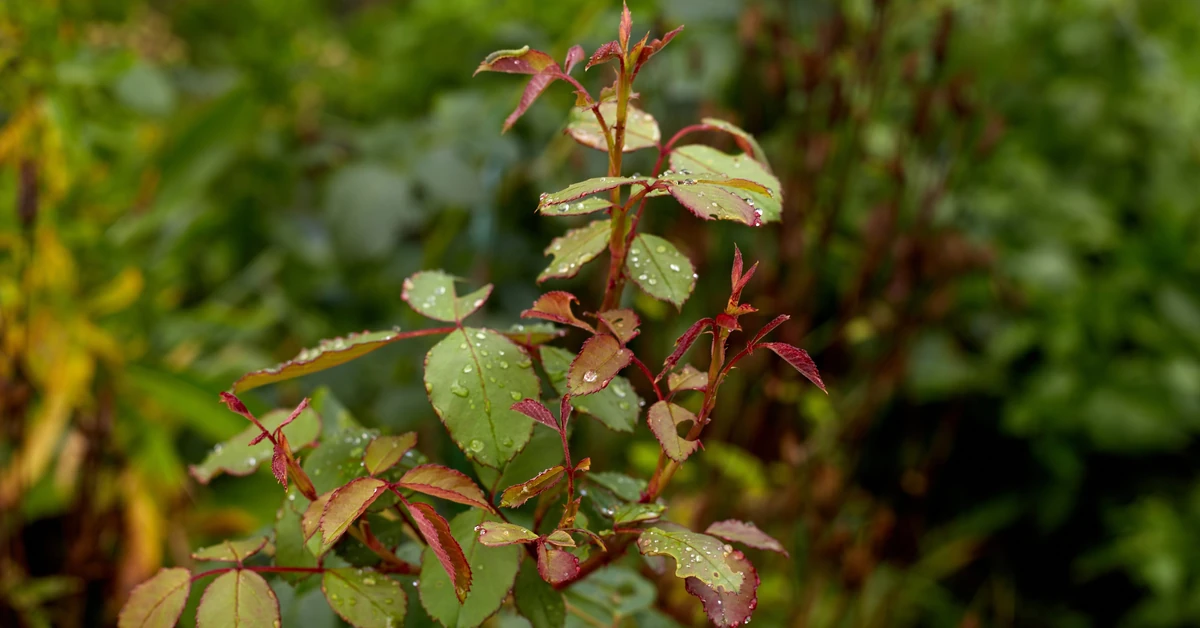 Dlaczego róża nie kwitnie? Jak pobudzić róże do kwitnienia i czym je podlewać, by zachwycały kwiatami przez całe lato