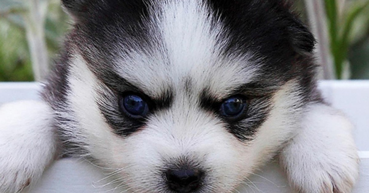 Nowy pies hybrydowy! Słyszeliście o nim? Pomsky to mini wilczek