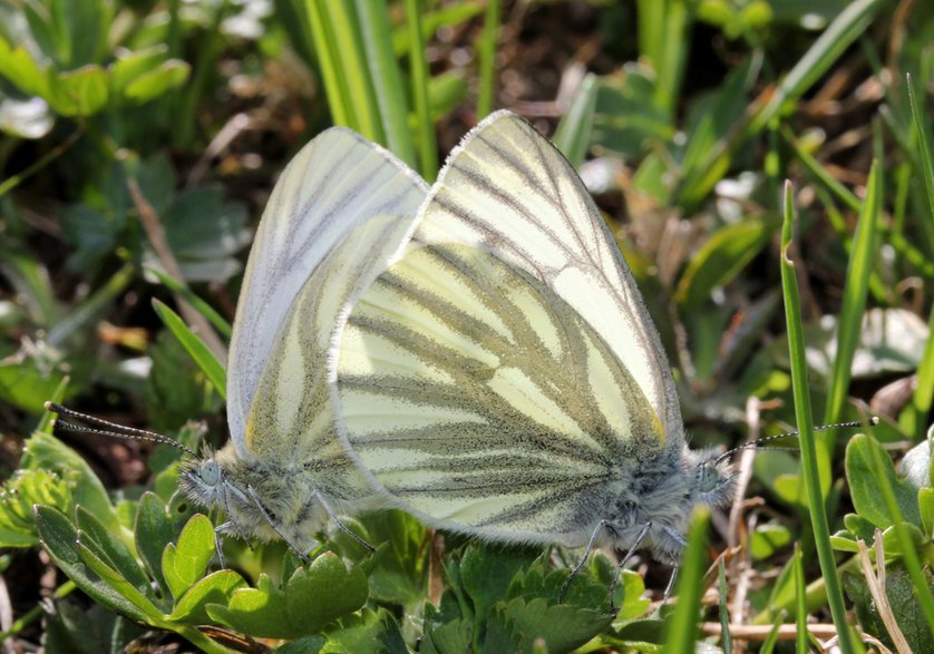 Bielinki kapustniki - gabriffaldi/stock.adobe.com