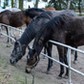 konie, klacz, koń, araby, janów podlaski