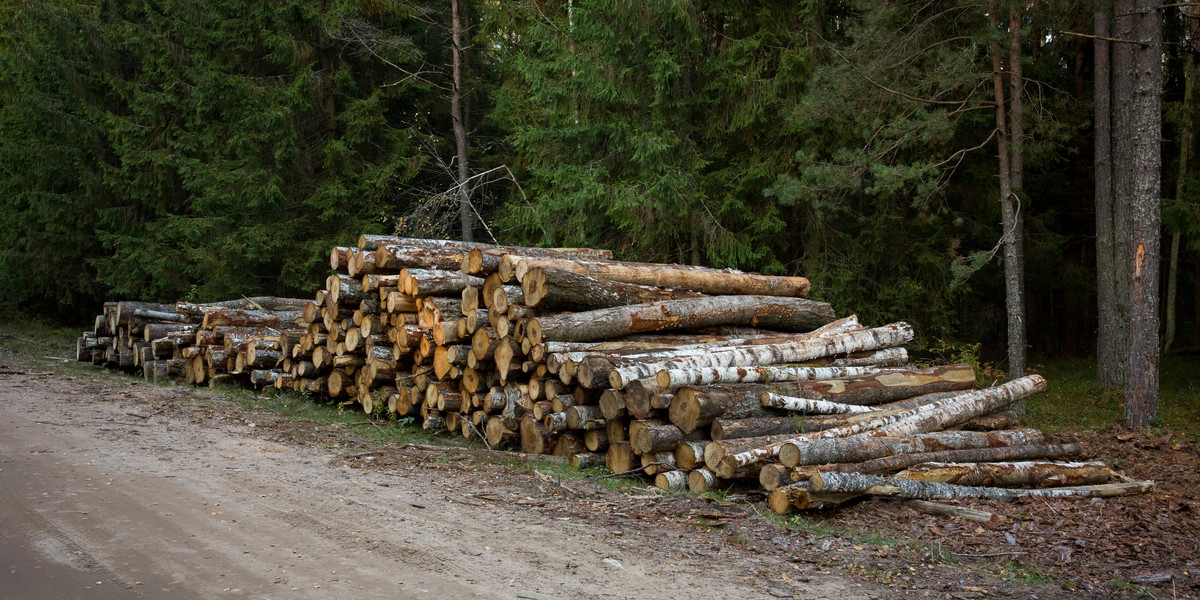 Rocznie z Polski wyjeżdża ok. 4 mld m sześć. nieprzetrwożonego drewna.