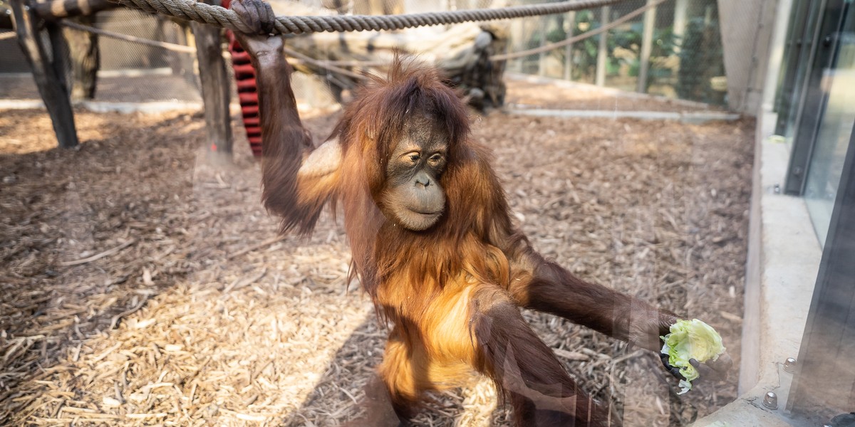 Orangutany Ketawa i Budi z łódzkiego Orientarium czekają na zwiedzających! 