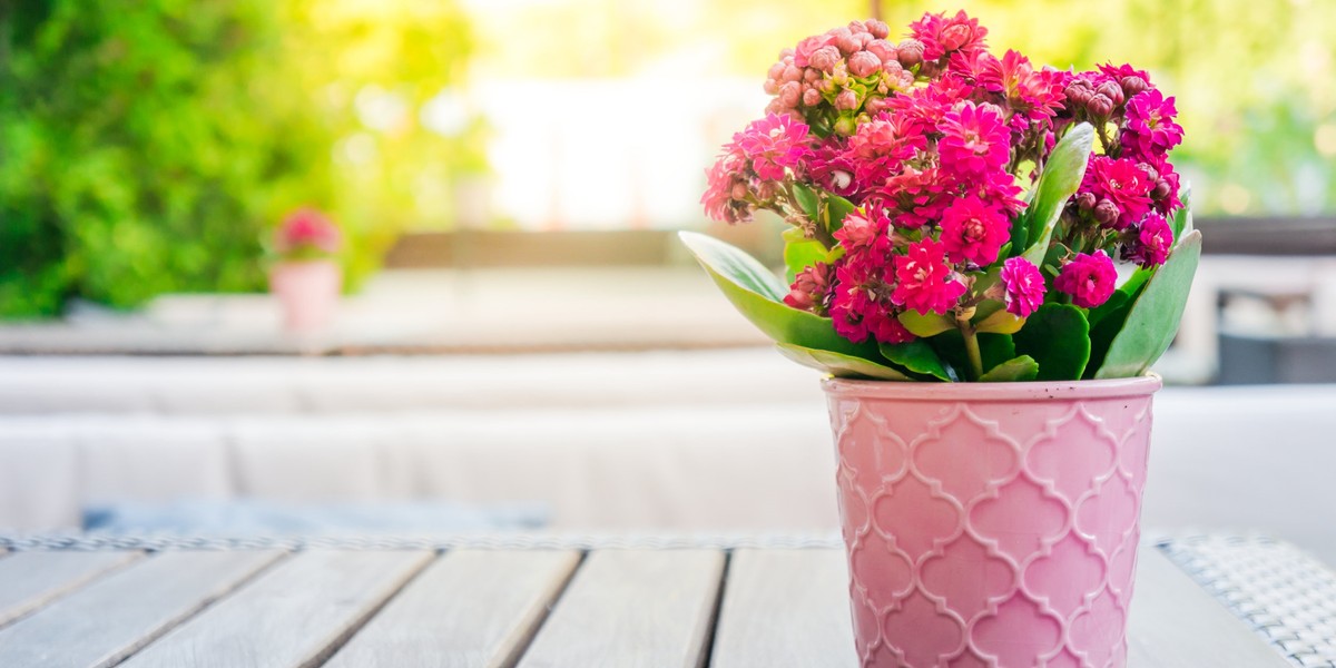 Kalanchoe ma drobne, kolorowe kwiaty i długo kwitnie