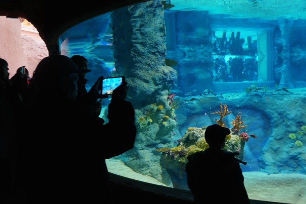 ZOO Wrocław Afrykarium Afryka zwierzęta oceanarium