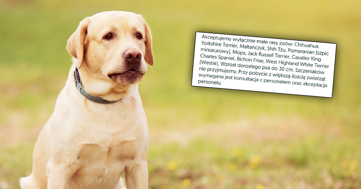 Domek do wynajęcia. Ma psa i jest wściekła. "Dziwna lista w ogłoszeniu"