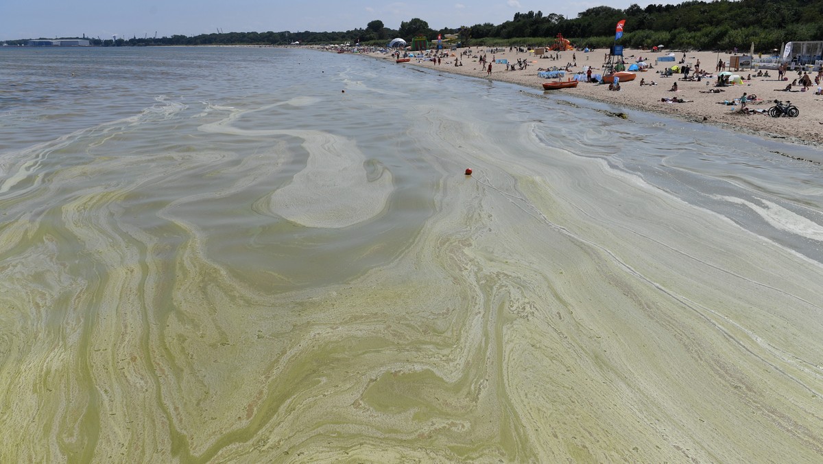 Większość kąpielisk w woj. pomorskim jest zamknięta z powodu zakwitu sinic - podała dziś Wojewódzka Stacja Sanitarno-Epidemiologiczna (WSSE) w Gdańsku. W Trójmieście kąpiel jest dozwolona tylko w rejonie Wyspy Sobieszewskiej i w Gdyni Babich Dołach.