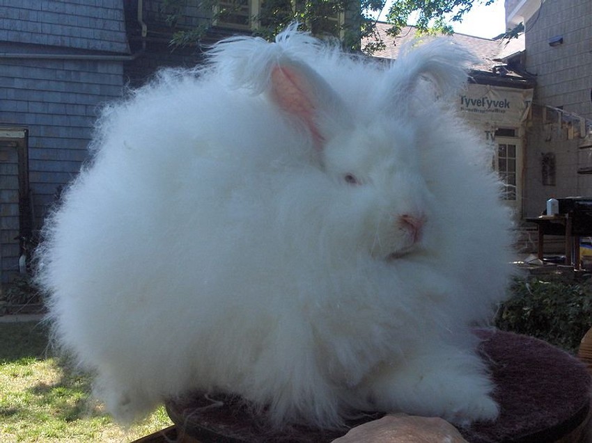 Angora zec