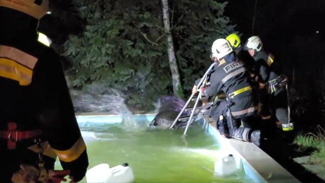 Tűzoltók mentettek ki egy „pancsikáló” vaddisznót egy budakeszi ház medencéjéből
