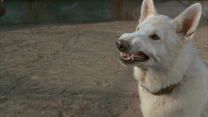 „White Dog”, reż. Samuel Fuller, 1982 r.