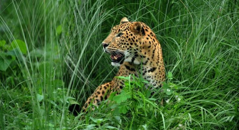 A leopard joins birds, stray cattle and dogs on the list of animals that have disrupted flights at Kathmandu aiport