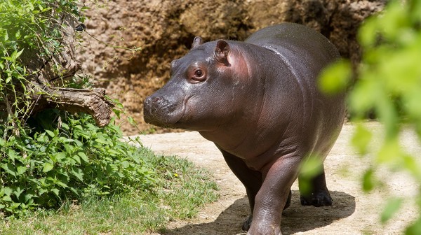 Hipopotamek karłowaty (Choeropsis libieriensis) to gatunek odkryty dopiero pod koniec XIX w. Żyje w Afryce Zachodniej, gdzie zamieszkuje zalesione tereny nad brzegami zbiorników wodnych i obszary bagienne