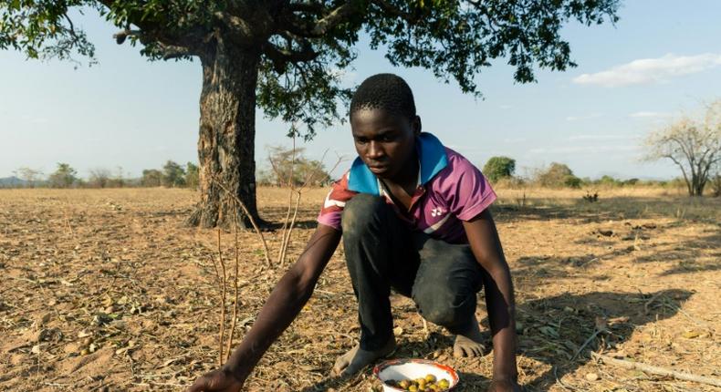 Leon Kufakunesu gathers jackalberry fruit onto a plate which his mother has resorted to serving the family as a midday meal