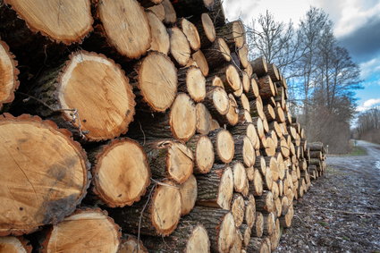 Rząd Tuska przejął Lasy Państwowe. Kontrowersje i osiągnięcia leśnego molocha