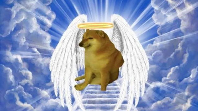 Elhunyt Cheems, a világ leghíresebb meme kutyusa