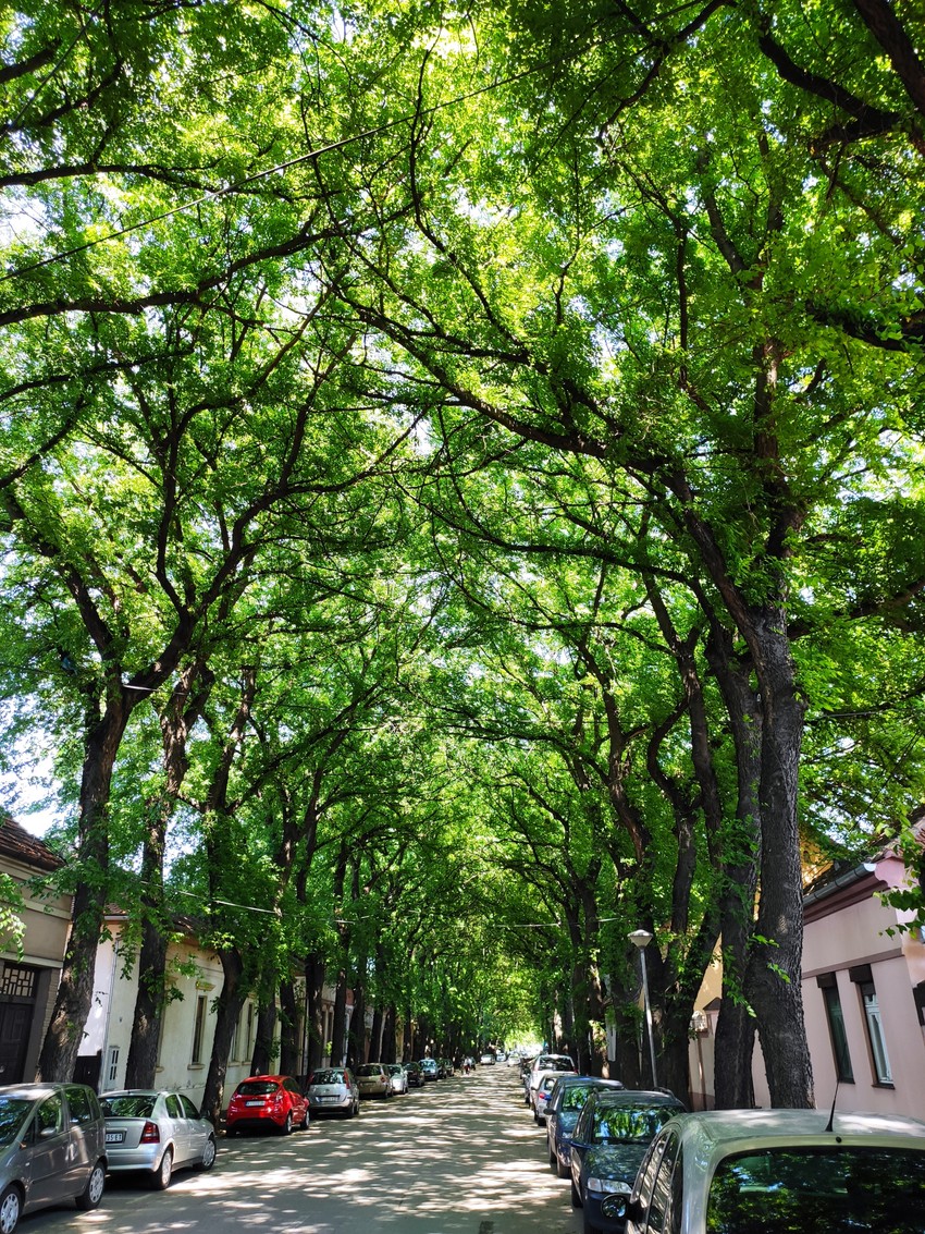 Drvored je zasađen krajem Drugog svetskog rata i ima 389 stabala