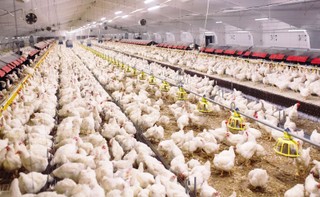 Zdajemy sobie sprawę, że zwierzęta cierpią. Co sądzą Polacy o chowie przemysłowym kurczaków?