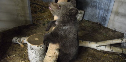 Ten miś pije tyle, że ZOO potrzebuje pomocy