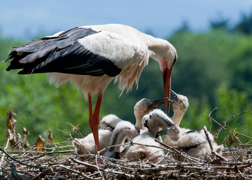 Bociany karmią swoimi młode przez około dwa miesiące - animalphotography.ch/stock.adobe.com