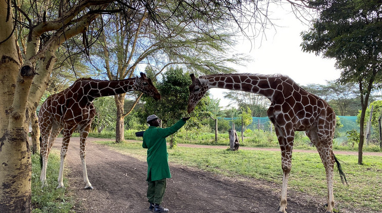 270 kilométert utazva és Kenyát átszelve találkozhatott szerelmével, Ndituval /Fotó: Northfoto 