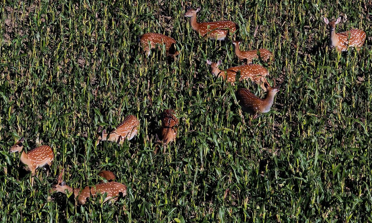 Stado inwazyjnych jeleni pojawiło się na Opolszczyźnie. Mogły uciec z prywatnej hodowli