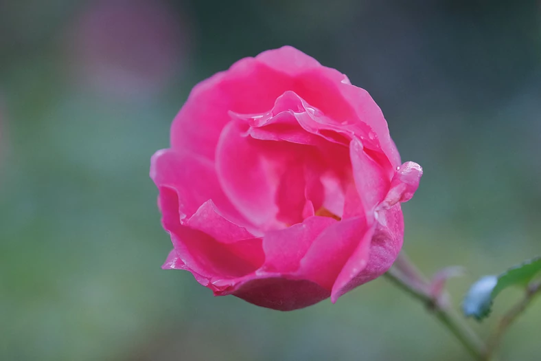 Zdecydowanym atutem Fujifilm jest duża paleta topowych obiektywów, wśród nich obiektyw makro XF 80 mm f2.8 R LM OIS WR 