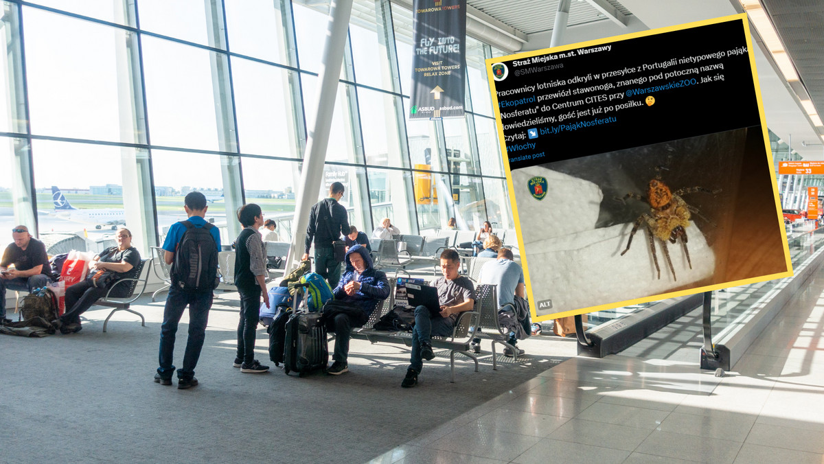 Zaskoczenie na lotnisku w Warszawie. Celnicy przejęli pająka "Nosferatu"