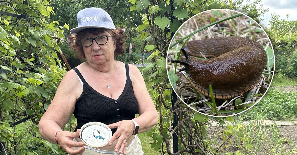 Plaga ślimaków na działkach: co przyniosą deszcze?