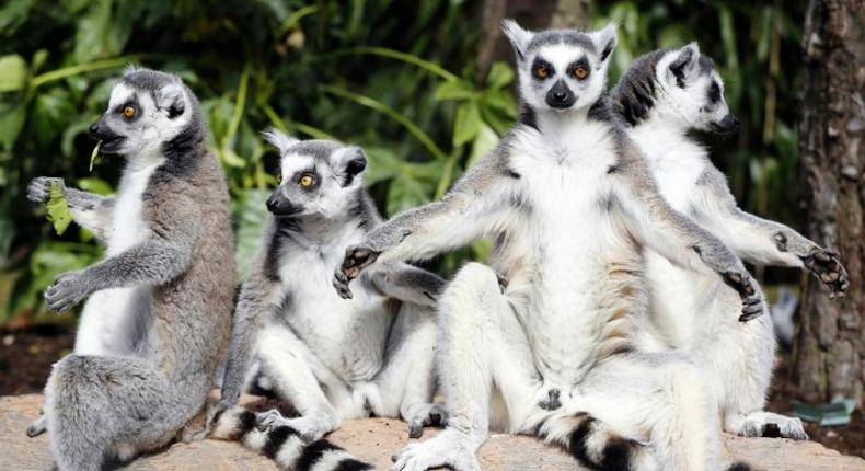 The iconic ring-tailed lemurs are probably the most widely recognised amongst around 100 known species in Madagascar