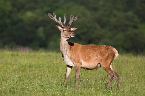 NIJE IH BILO 60 GODINA, A SADA UŽIVAJU NA OVOJ SRPSKOJ PLANINI Izdato i jedno upozorenje: "Toliko ih ima da IZLEĆU!"