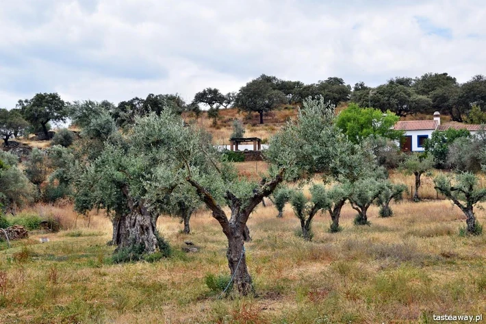 Horta de Moura