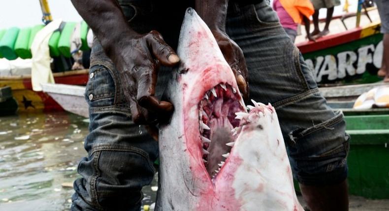 Sharks may elicit less sympathy than elephants or rhinos, but experts say the feared predators are under fierce pressure from unmanaged commercial fishing